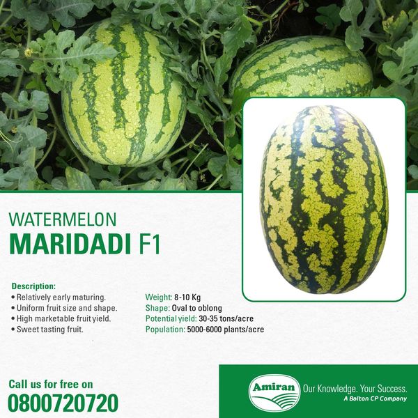 Maridadi F1 Watermelon Variety