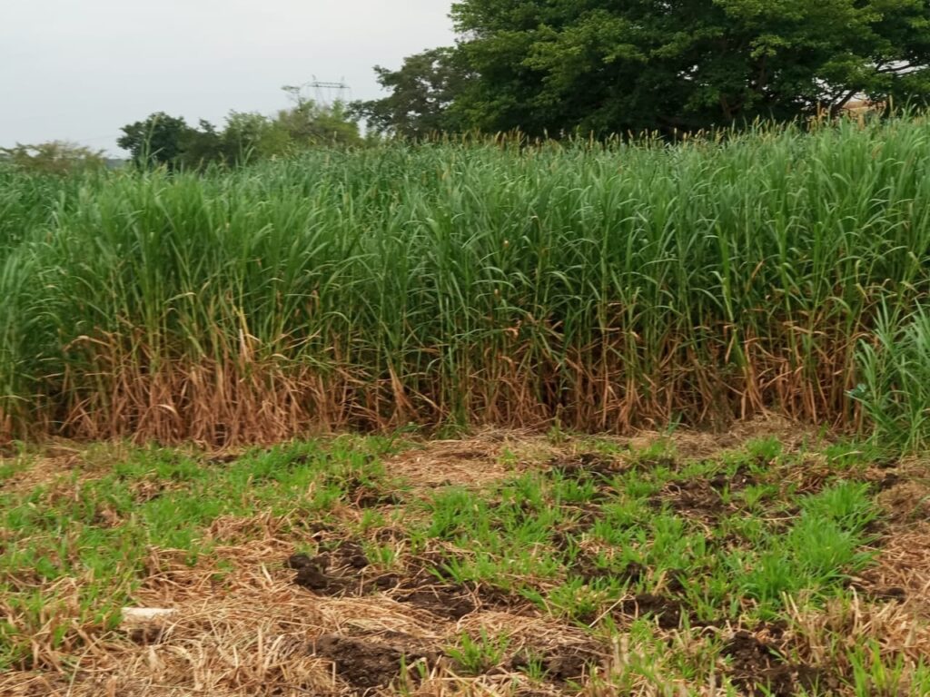 Pakchong Napier Grass in Kenya, Spacing, Seeds