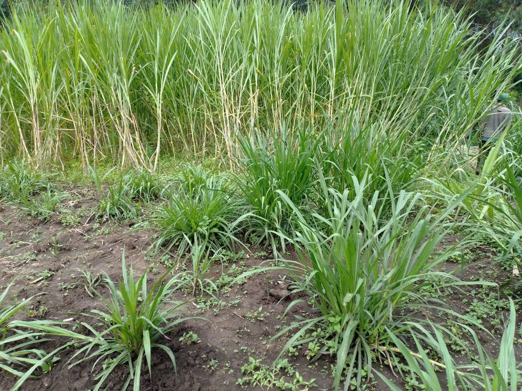 Pakchong Napier Grass in Kenya, Spacing, Seeds