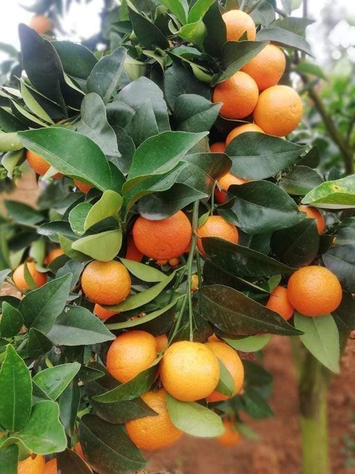 Pixie Oranges Yield Per Acre