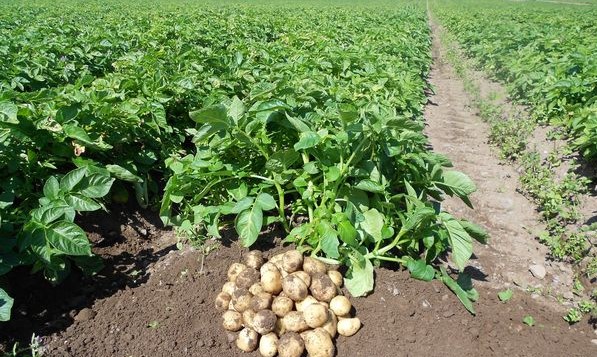 The Role of Potassium in Potato Crop Production