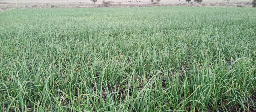 Red Creole Onion Farming in Kenya