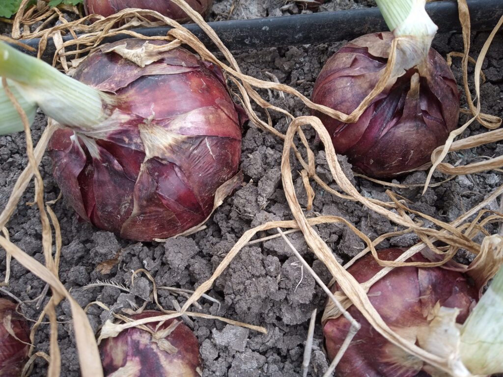 Red Creole Onion Farming in Kenya