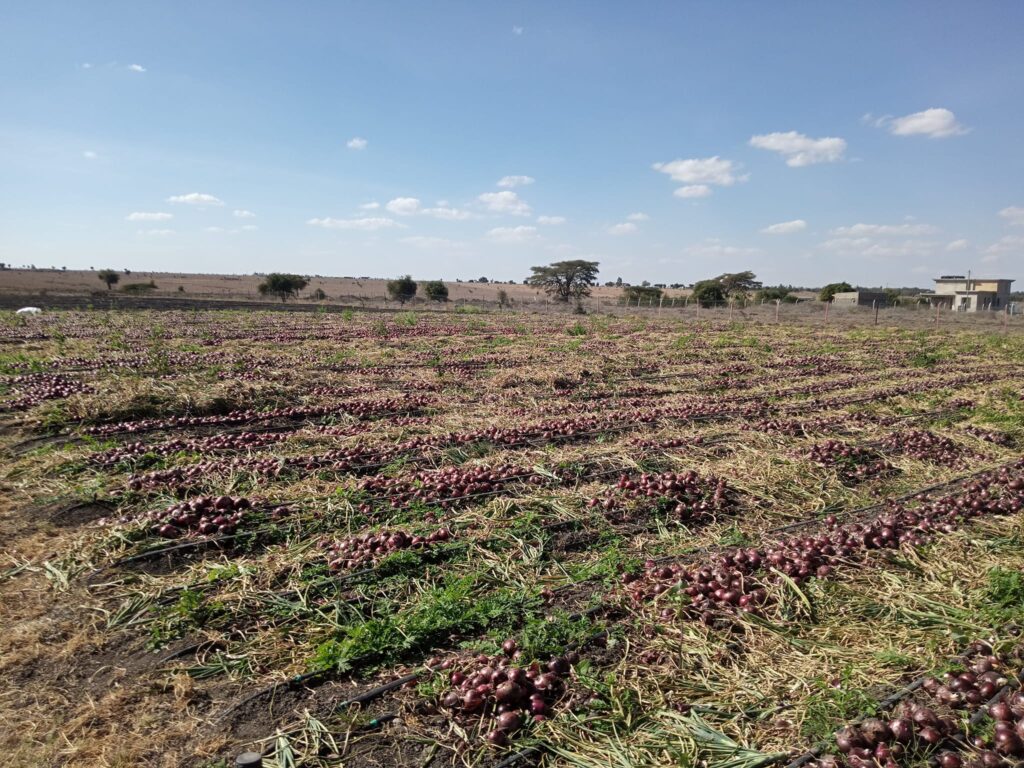 Red Creole Onion Farming in Kenya