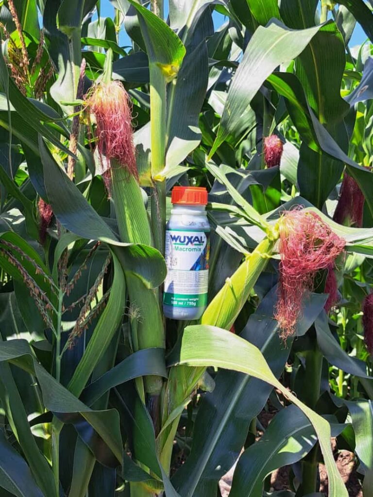 Why Use Phosphorus and Potassium Foliar Fertilizer?