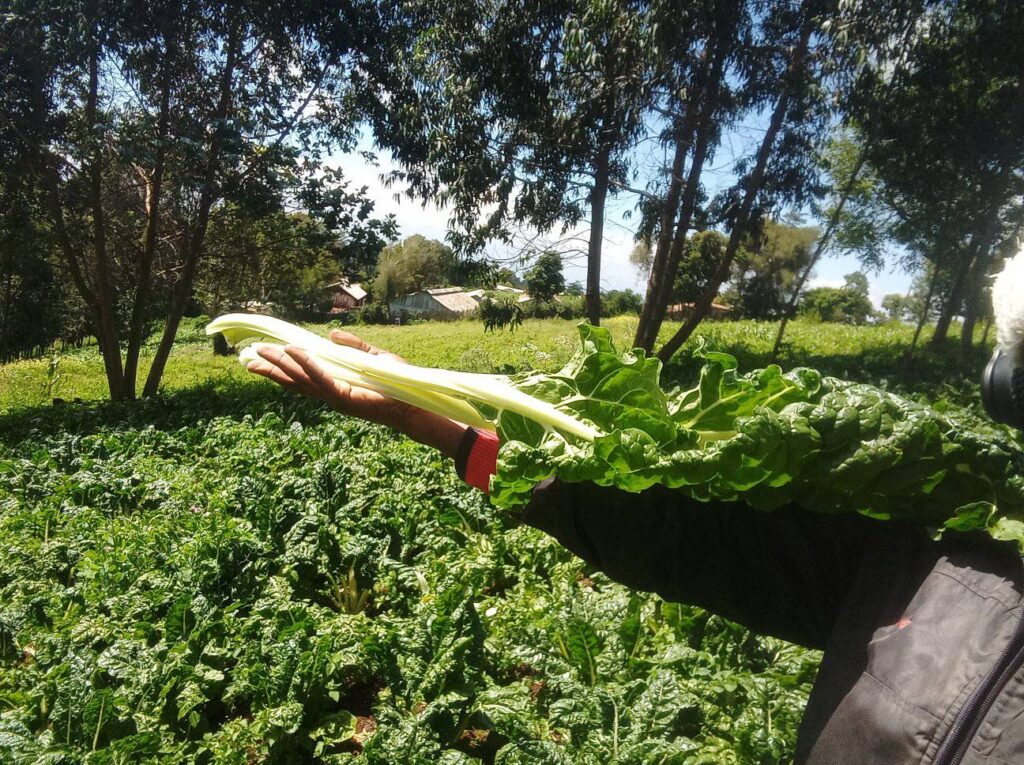 Yield of Spinach Per Acre in Kenya