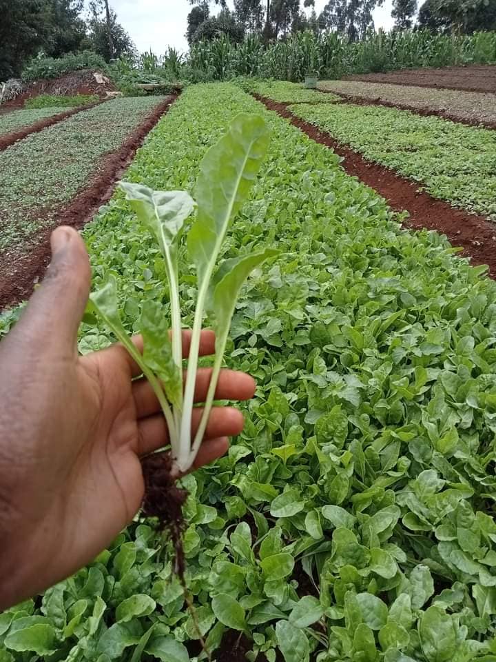 Yield of Spinach Per Acre in Kenya