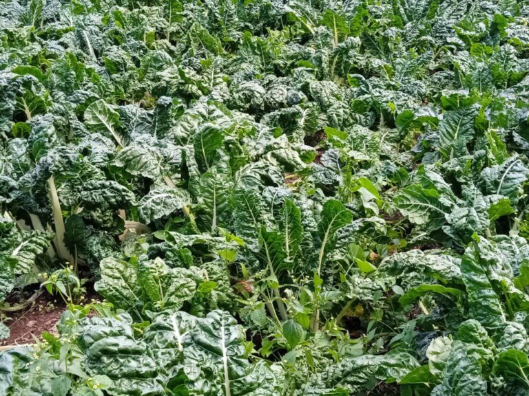 Yield of Spinach Per Acre in Kenya