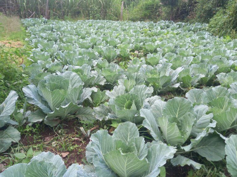 Cost of Farming Cabbage Per Acre In Kenya