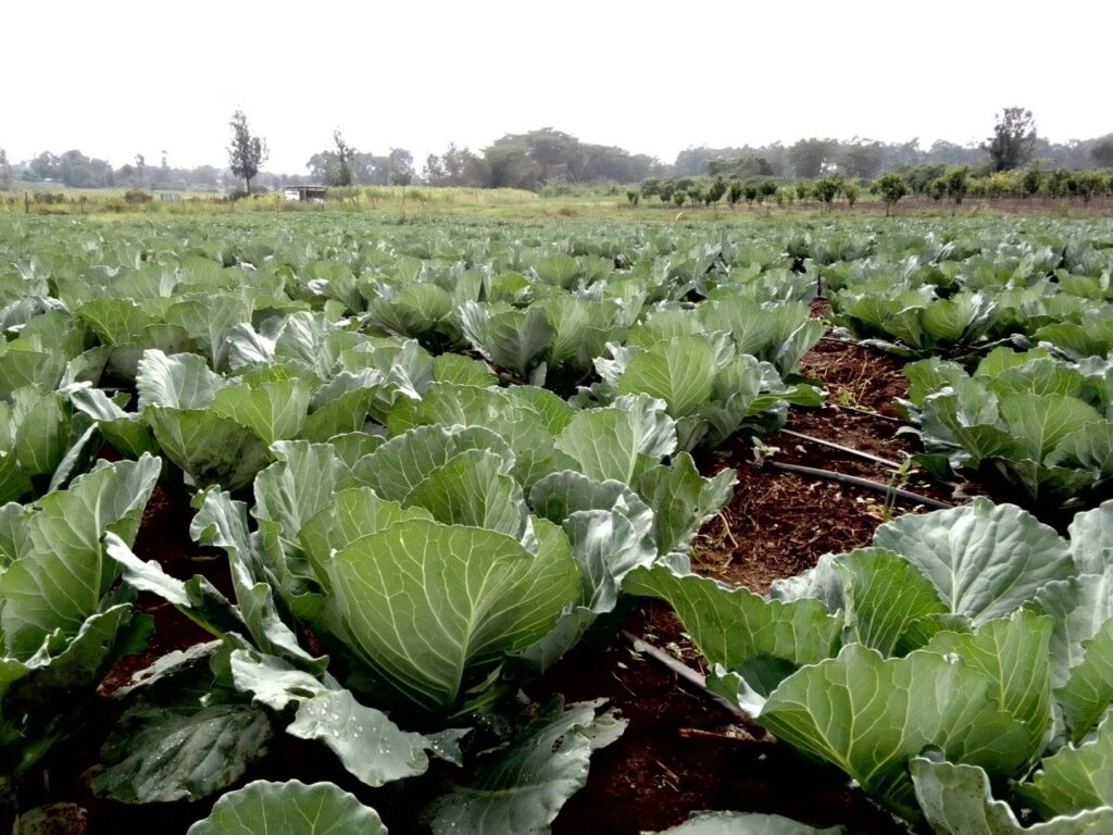 Cost of Farming Cabbage Per Acre In Kenya