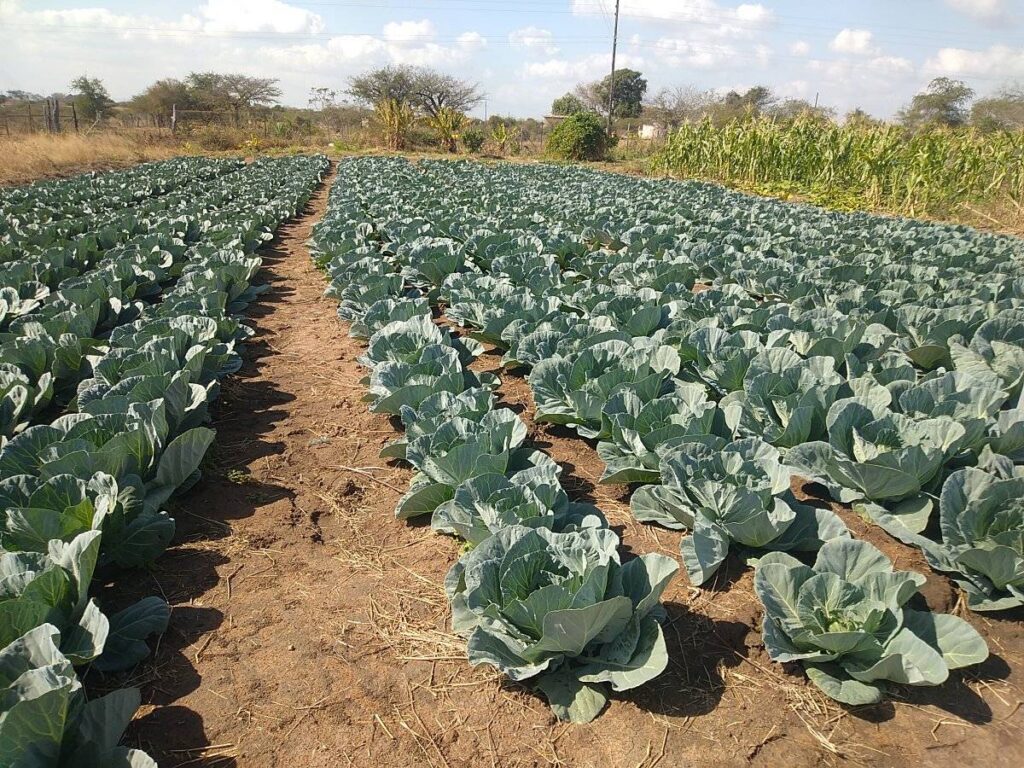 Cost of Farming Cabbage Per Acre In Kenya