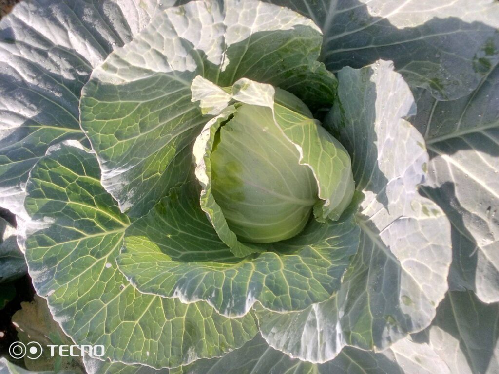 Cost of Farming Cabbage Per Acre In Kenya