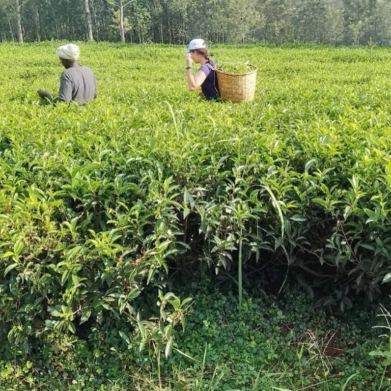 Tea Production Per Acre In Kenya