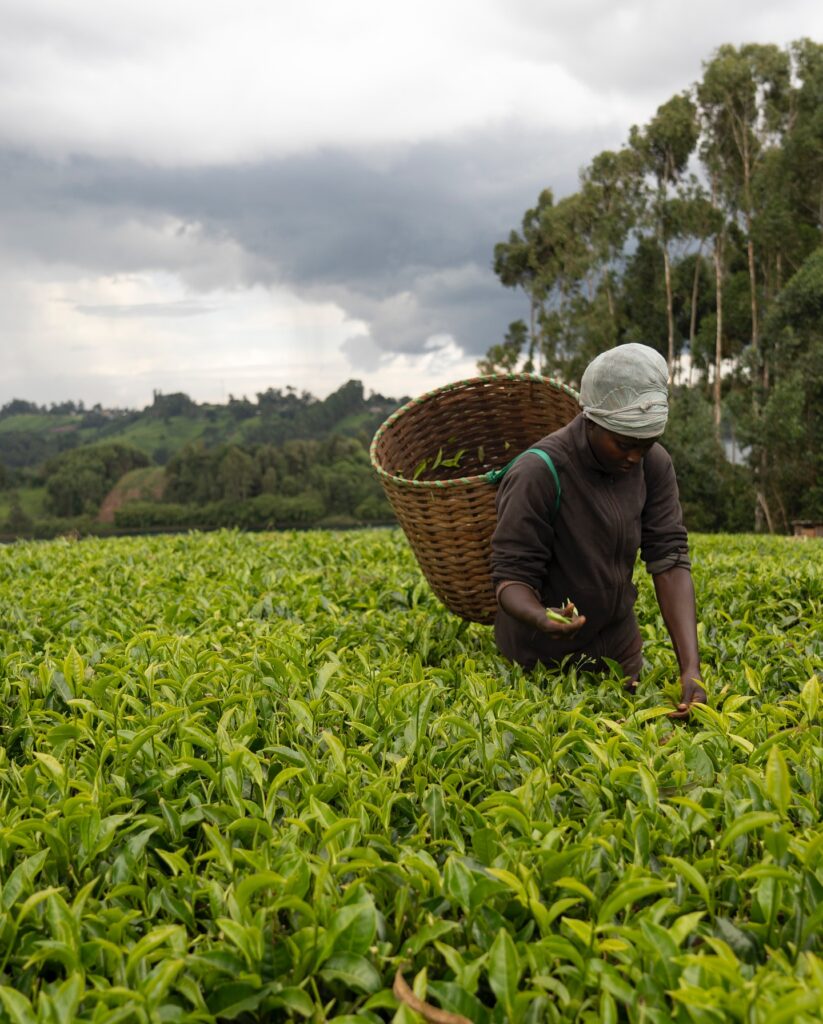 Tea Production Per Acre In Kenya