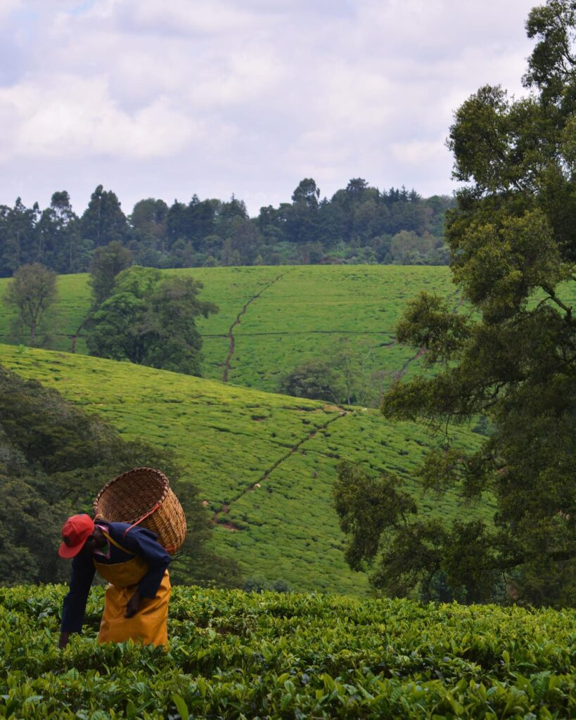 Tea Production Per Acre In Kenya