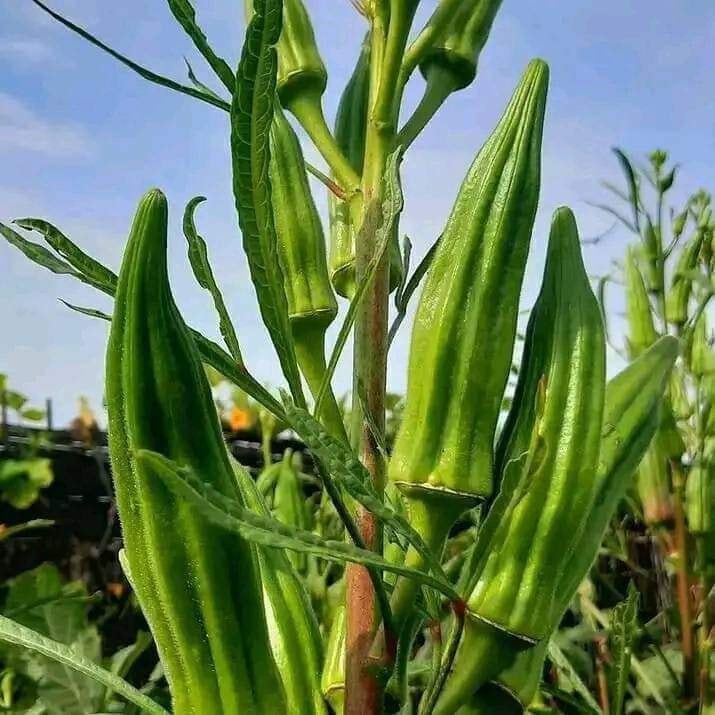 okra farming per acre in Kenya