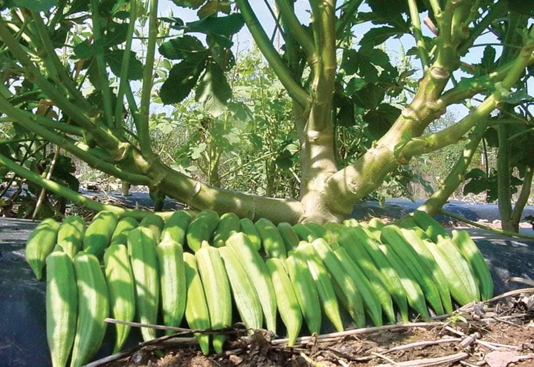 okra farming per acre in Kenya