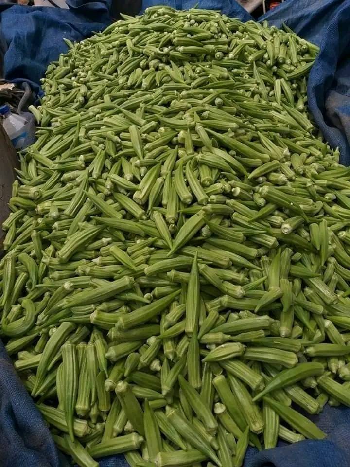 okra farming per acre in Kenya