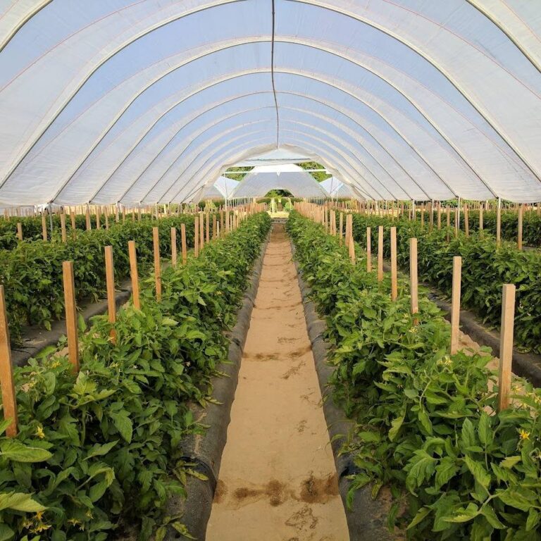 How Much Profit Is Greenhouse Tomato Farming In Kenya?