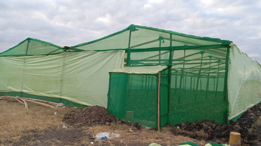 How Much Profit Is Greenhouse Tomato Farming In Kenya?