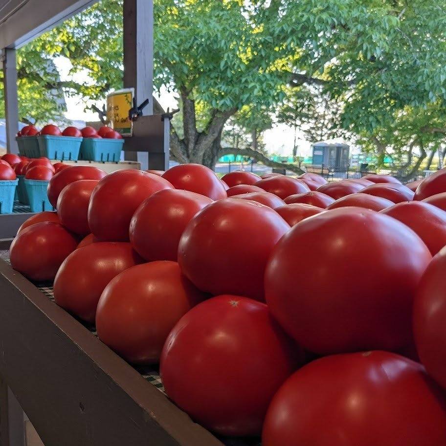 How Much Profit Is Greenhouse Tomato Farming In Kenya?