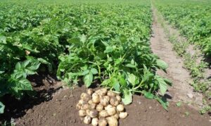 Early-Maturing Potato Varieties In Kenya