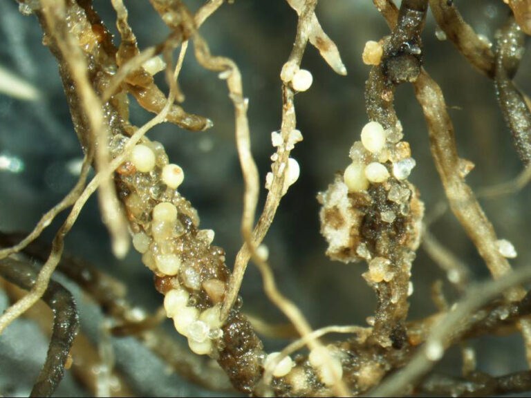 Soybean Cyst Nematode Resistance & Control