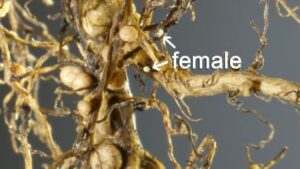 Soybean Cyst Nematode Resistance & Control