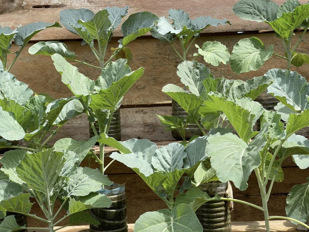 Kale Yield Per Acre In Kenya