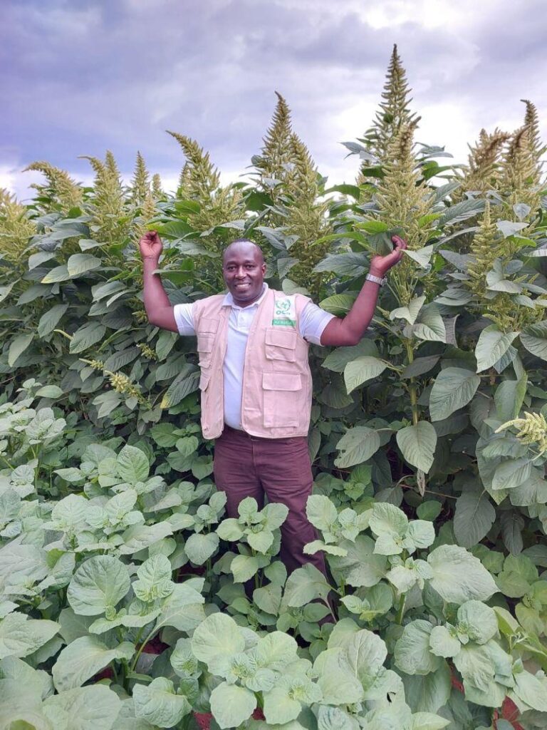 Amaranth Farming Yield Per Acre in Kenya