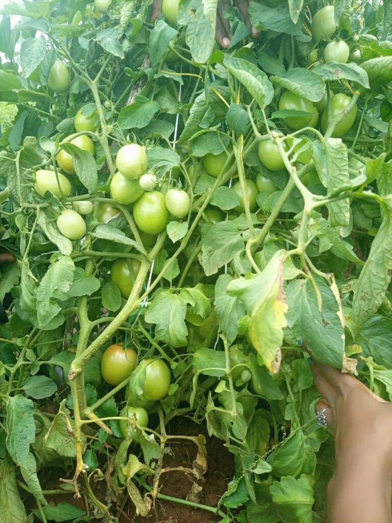 Ansal F1 Tomatoes Yield Per Acre In Kenya