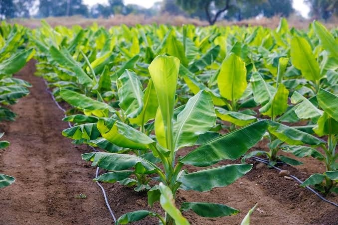 Banana Farming Profit Per Acre in Kenya