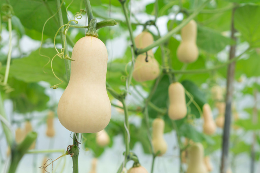 Butternut Production & Profits Per Acre In Kenya