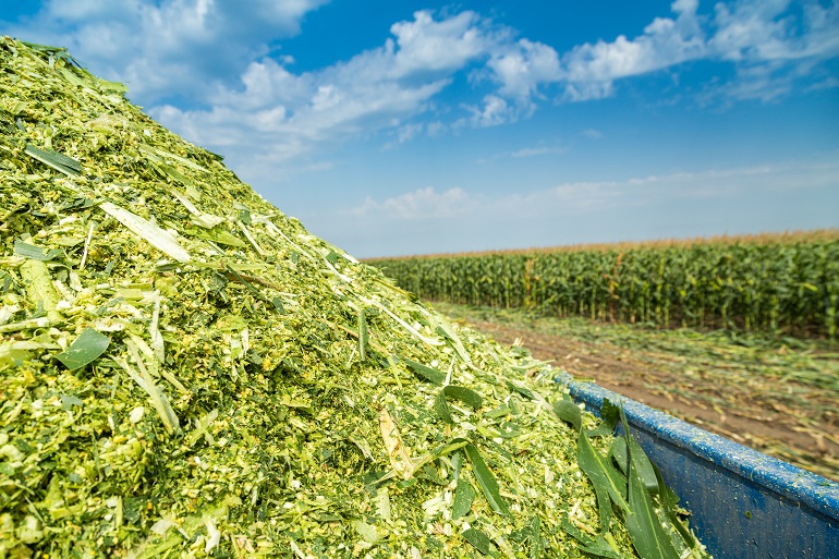 Corn Silage Making Process In Kenya