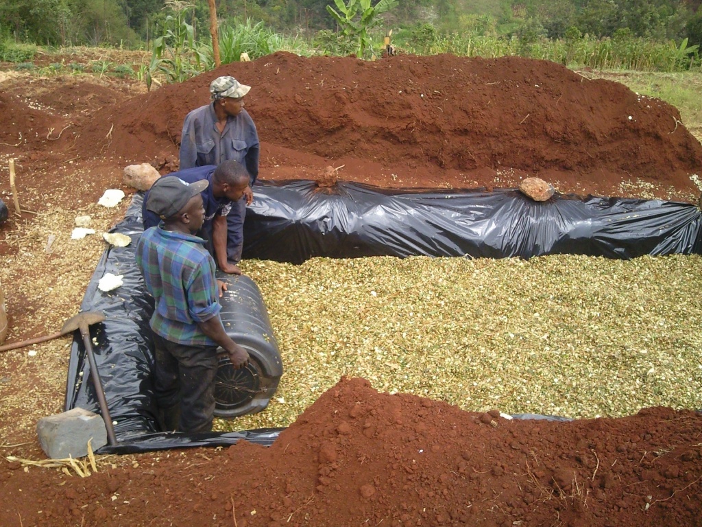 Corn Silage Making Process In Kenya