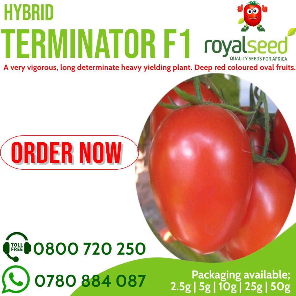 Terminator F1 Tomatoes Yield Per Acre In Kenya