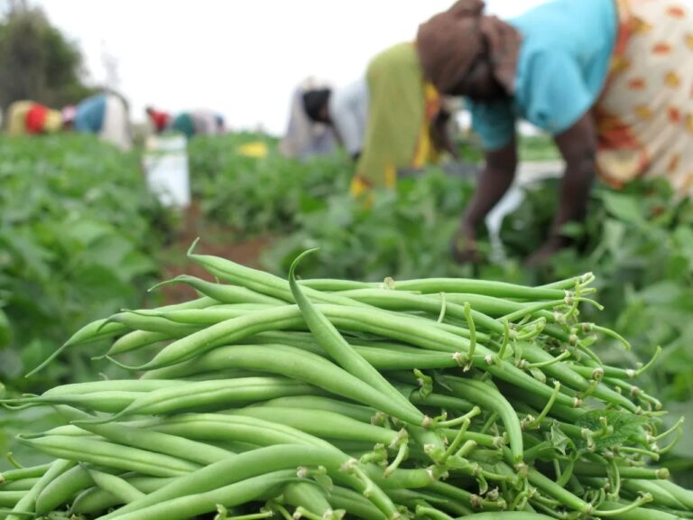 French Beans Production Yield Per Acre In Kenya