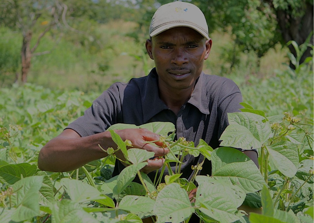 Green Grams Production Yield Per Acre In Kenya