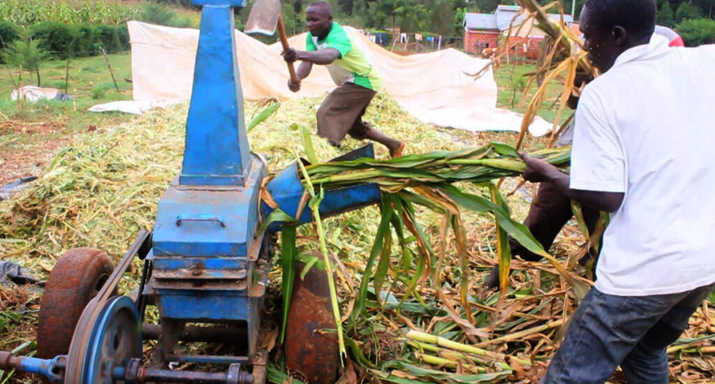 How Many Tonnes of Maize Silage Per Acre In Kenya?