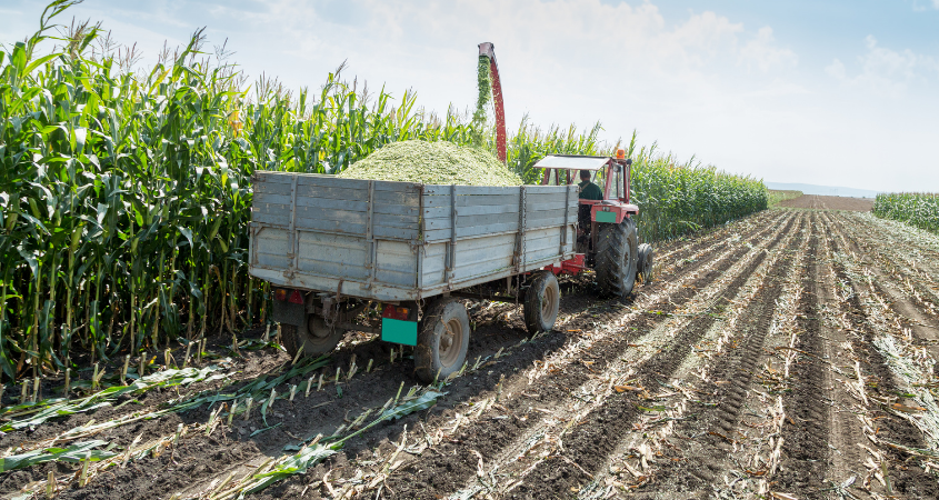 How Many Tonnes of Maize Silage Per Acre In Kenya?