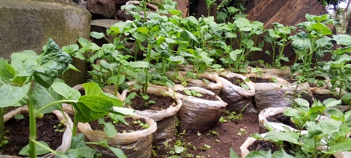 How Profitable is Managu Farming in Kenya?