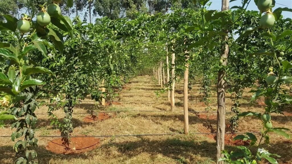 Passion Fruit Farming Profit Per Acre in Kenya