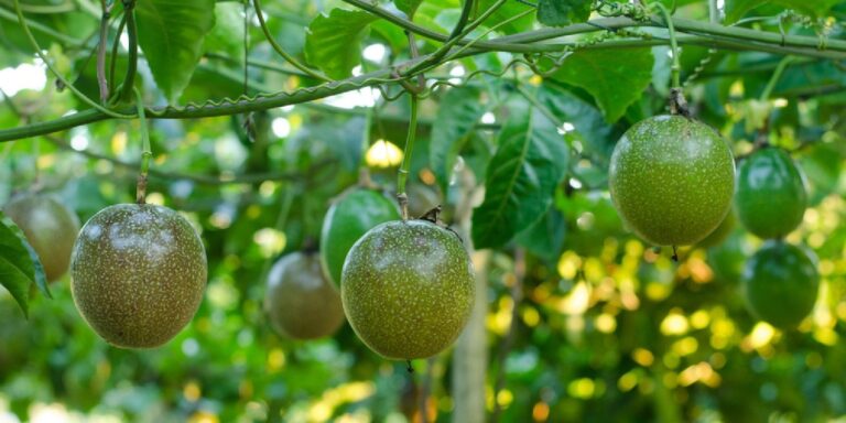 Passion Fruit Farming Profit Per Acre in Kenya