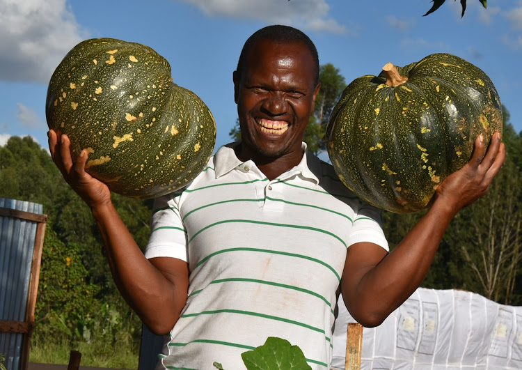 Pumpkin Productsion & Profit Per Acre in Kenya