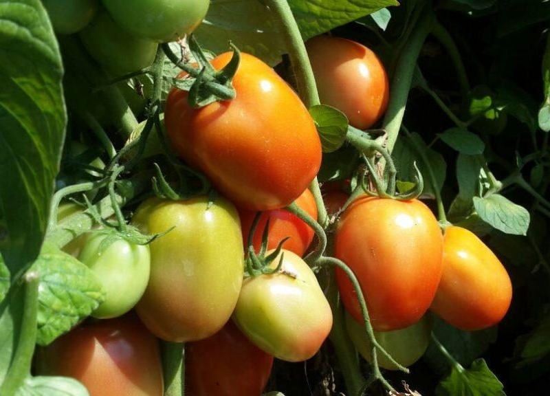 Shanty F1 Tomato Yield Per Acre 2