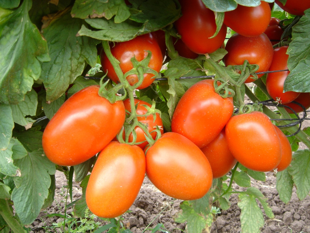 Shanty F1 Tomato Yield Per Acre 2