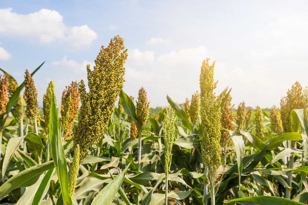 Sorghum Farming Production & Yield Per Acre In Kenya