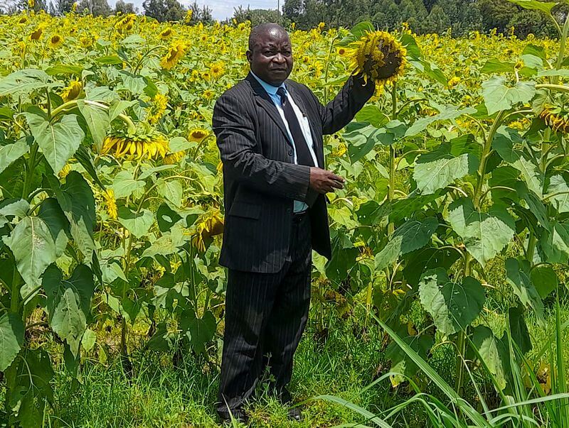 Sunflower Farming Profit Per Acre in Kenya