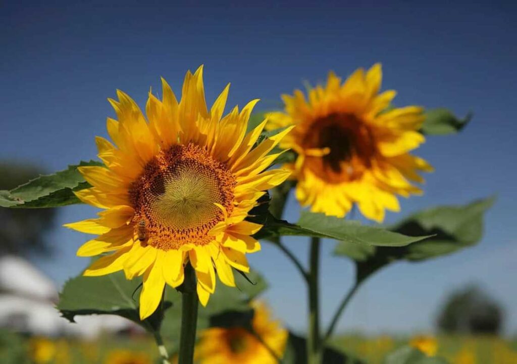 Sunflower Farming Profit Per Acre in Kenya