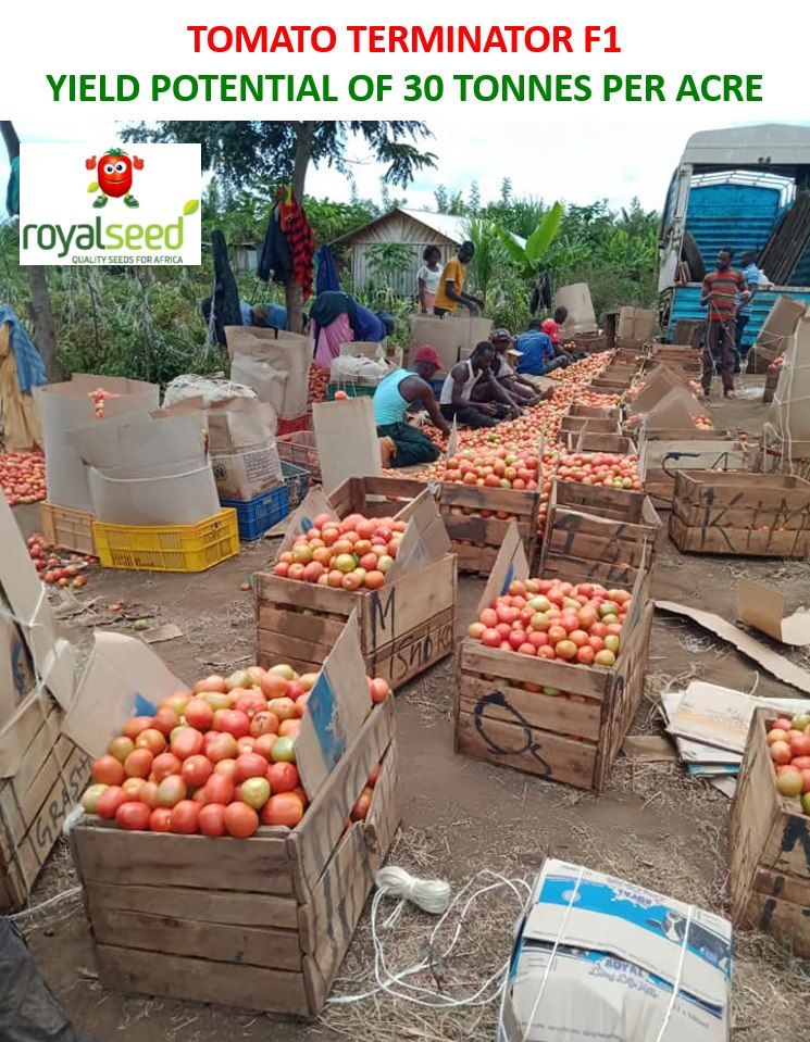 Terminator F1 Tomatoes Yield Per Acre In Kenya